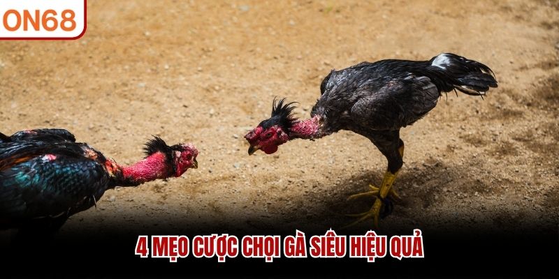 Xem Đá Gà Trực Tuyến ON68 Và Bật Mí 4 Mẹo Cược Đỉnh Cao 2026 - ZONUPI