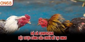 Đá Gà ON68 – Trực Tiếp Đá Gà Thomo, Campuchia1 Tỷ Lệ Cao - ZONUPI