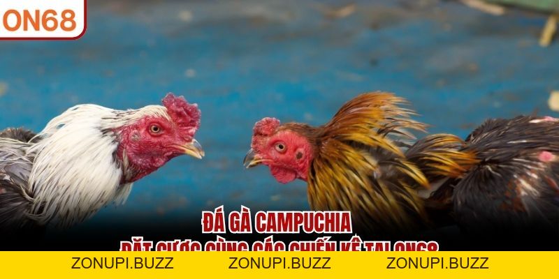 Đá Gà Campuchia ON68 - Đặt Cược Kịch Tính Cùng Các Chiến Kê - ZONUPI