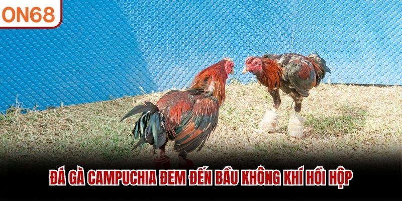 Đá Gà Campuchia ON68 - Đặt Cược Kịch Tính Cùng Các Chiến Kê - ZONUPI