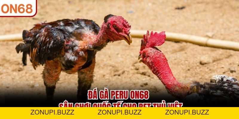 Đá Gà Peru ON68 - Sân Chơi Quốc Tế Cho Kê Thủ Việt 2026 - ZONUPI