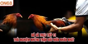 Đá Gà ON68 – Trực Tiếp Đá Gà Thomo, Campuchia1 Tỷ Lệ Cao - ZONUPI