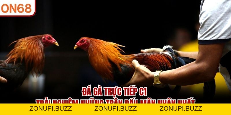 Đá Gà Trực Tiếp C1 - Trải Nghiệm Những Trận Đấu Mãn Nhãn - ZONUPI
