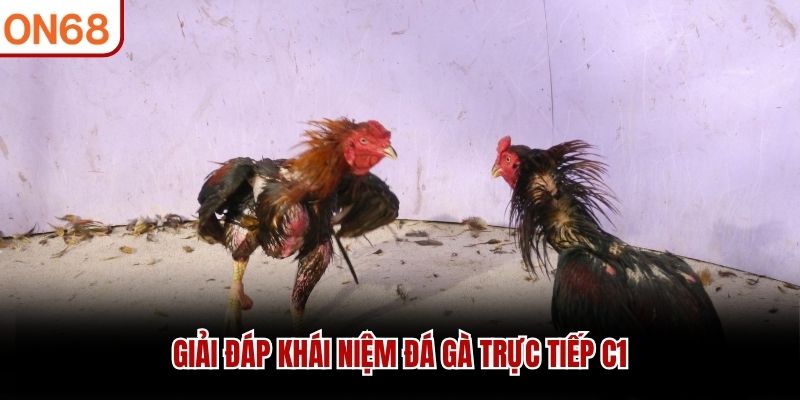 Đá Gà Trực Tiếp C1 - Trải Nghiệm Những Trận Đấu Mãn Nhãn - ZONUPI