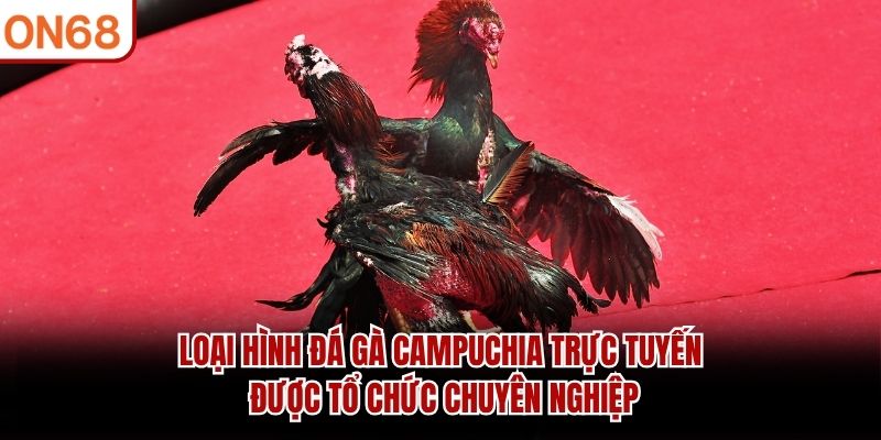 Đá Gà Campuchia ON68 - Đặt Cược Kịch Tính Cùng Các Chiến Kê - ZONUPI