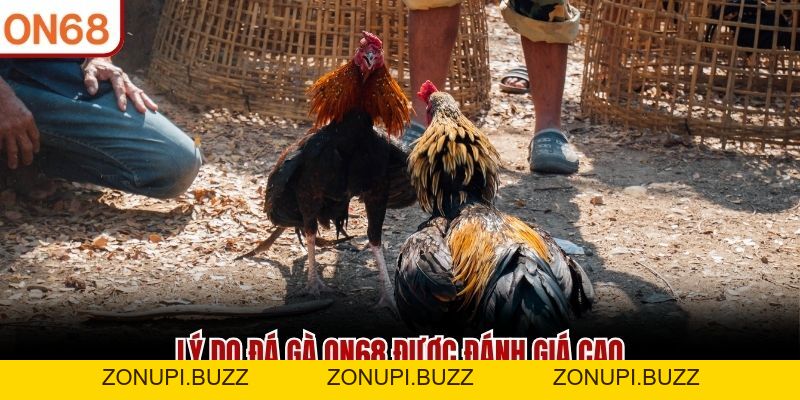 Xem Đá Gà Trực Tuyến ON68 Và Bật Mí 4 Mẹo Cược Đỉnh Cao 2026 - ZONUPI