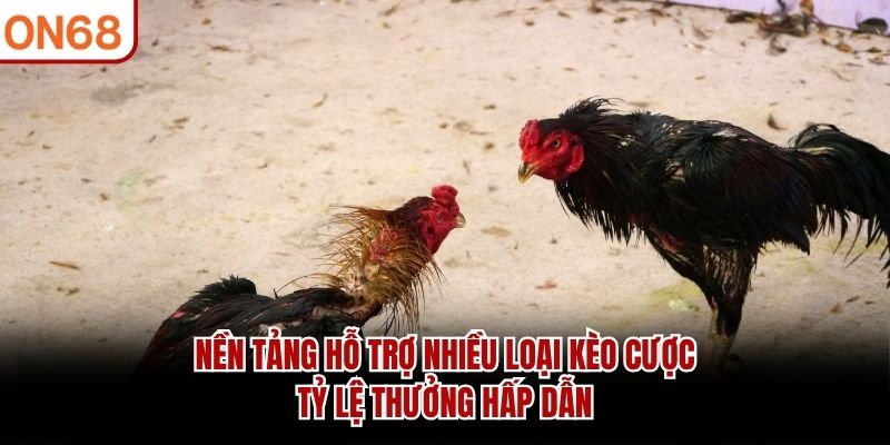 Đá Gà Campuchia ON68 - Đặt Cược Kịch Tính Cùng Các Chiến Kê - ZONUPI