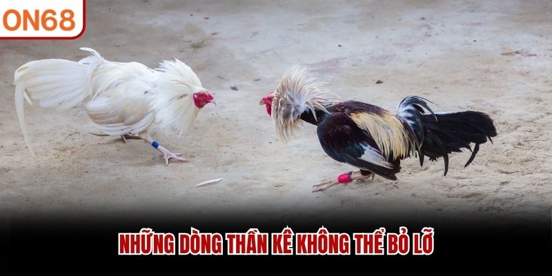Đá Gà Trực Tiếp C1 - Trải Nghiệm Những Trận Đấu Mãn Nhãn - ZONUPI