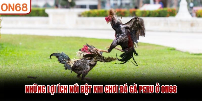 Đá Gà Peru ON68 - Sân Chơi Quốc Tế Cho Kê Thủ Việt 2026 - ZONUPI