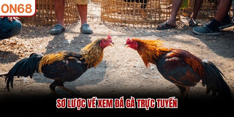 Xem Đá Gà Trực Tuyến ON68 Và Bật Mí 4 Mẹo Cược Đỉnh Cao 2026 - ZONUPI