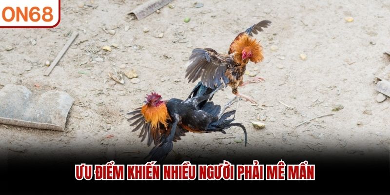Đá Gà Trực Tiếp C1 - Trải Nghiệm Những Trận Đấu Mãn Nhãn - ZONUPI