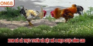 Đá Gà ON68 – Trực Tiếp Đá Gà Thomo, Campuchia1 Tỷ Lệ Cao - ZONUPI