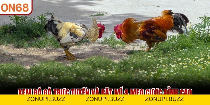 Xem Đá Gà Trực Tuyến ON68 Và Bật Mí 4 Mẹo Cược Đỉnh Cao 2026 - ZONUPI
